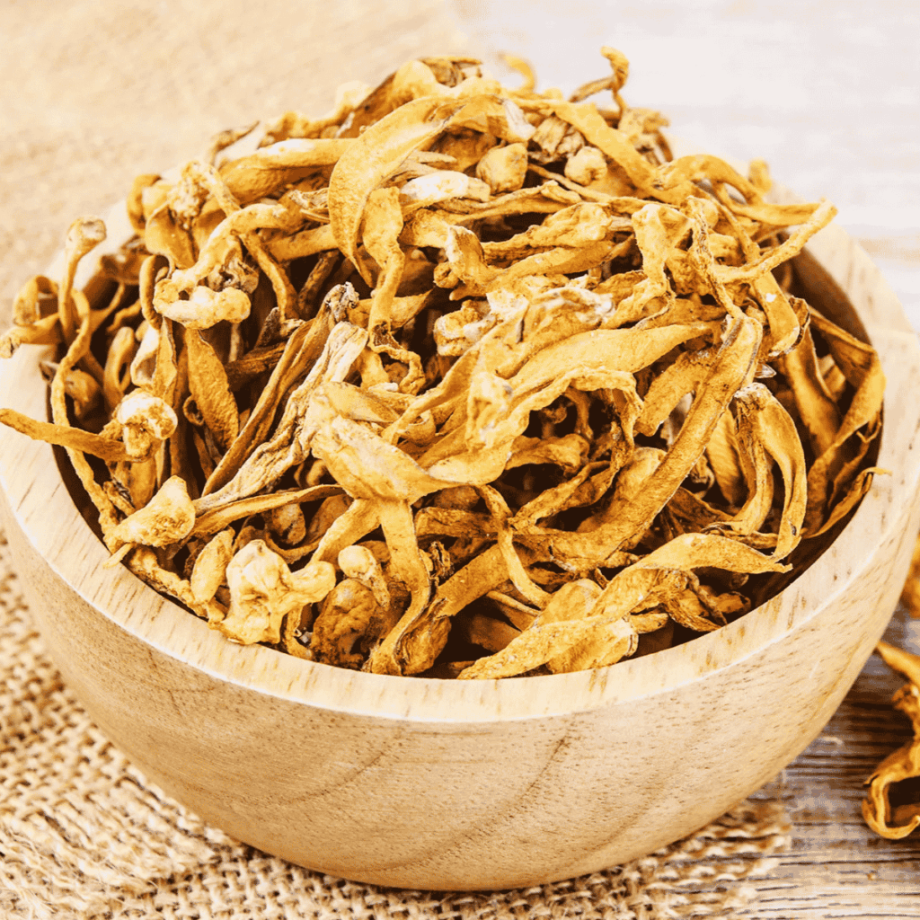 cordyceps