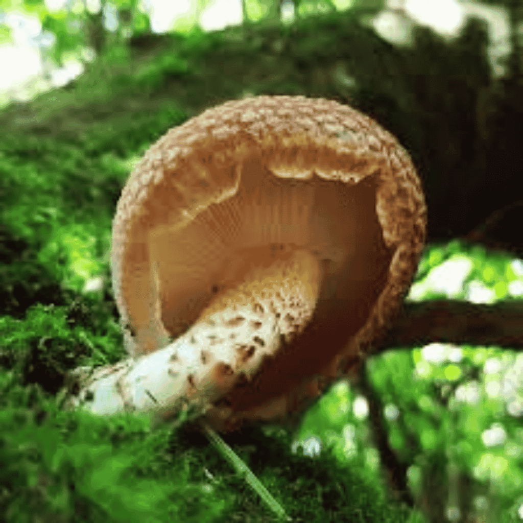 lentinula
