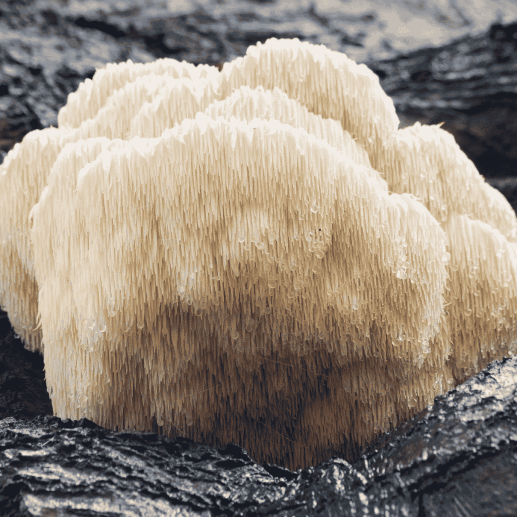 yamabushitake